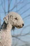 BEDLINGTON TERRIER 112